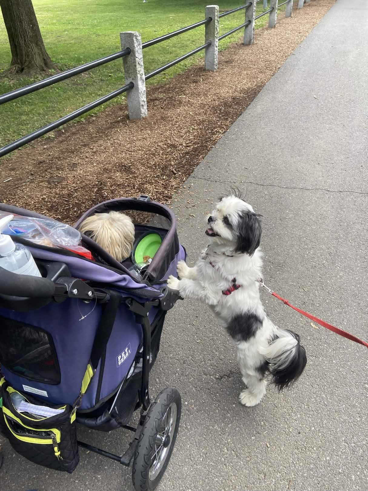 Cody standing on hind legs