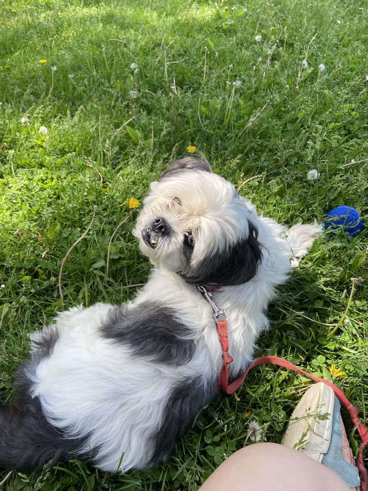 Cody rolling in grass